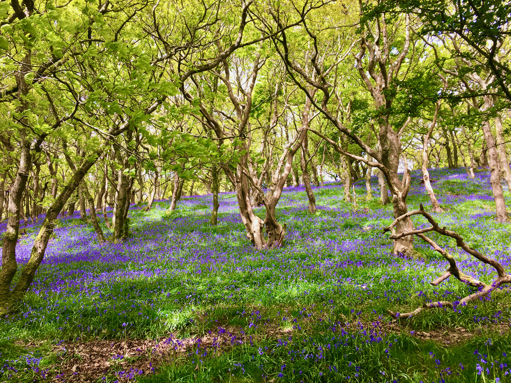 Bluebell woods nearby