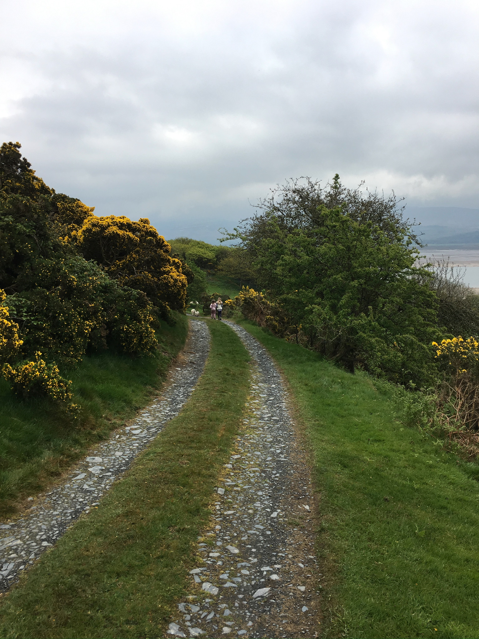 Country path through gorse-covered hillside