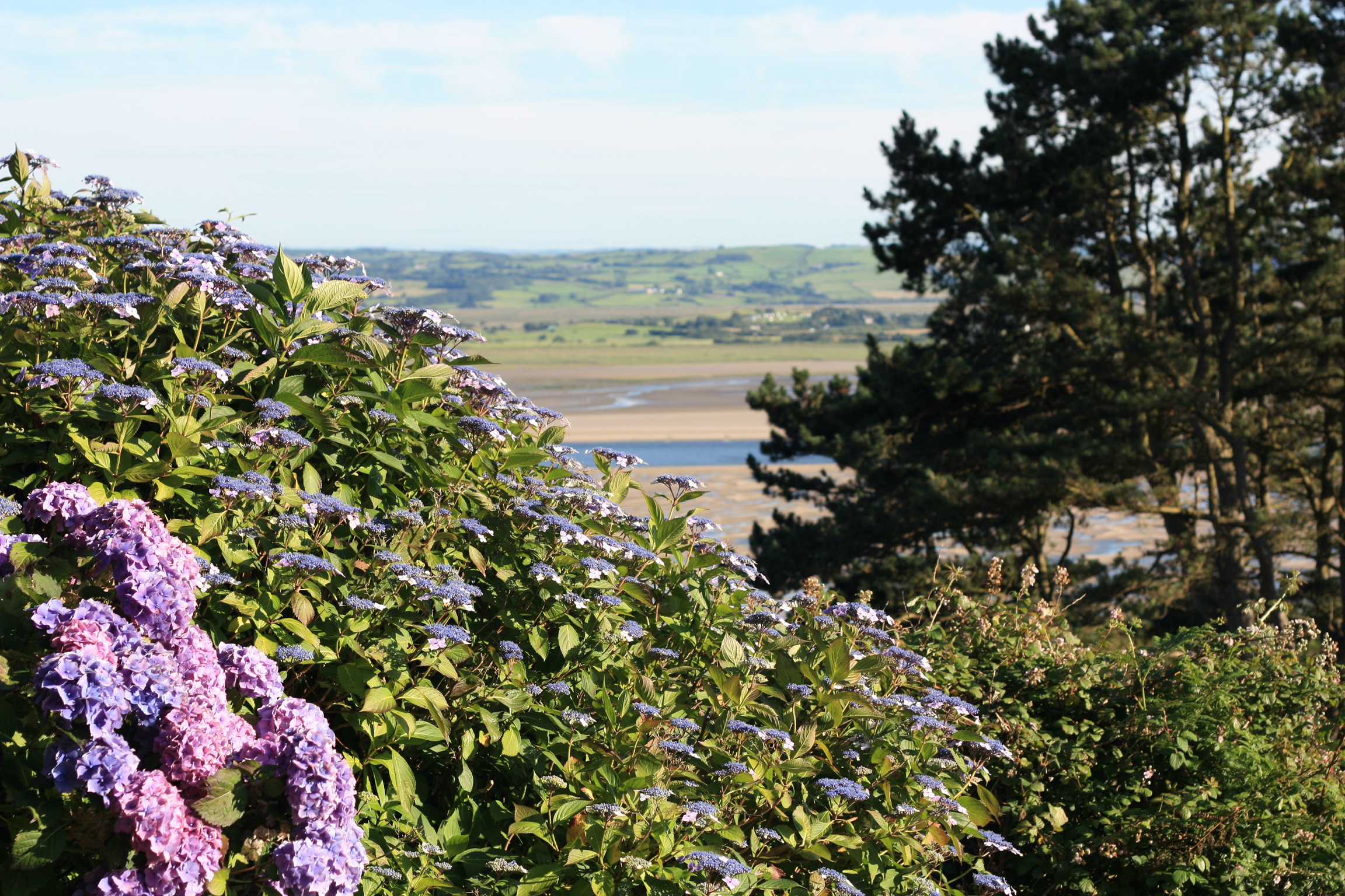 Purple hydrangeas with panoramic coastal views