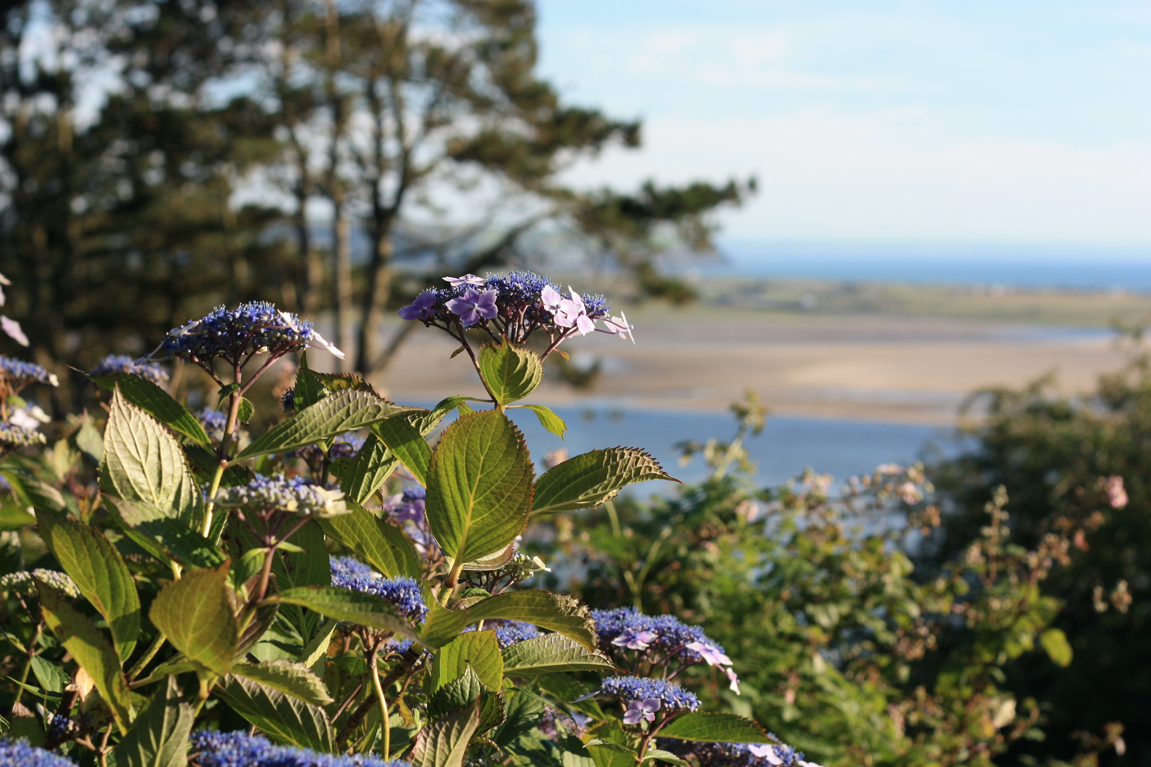 Wildflowers on the hillside above the estuary
